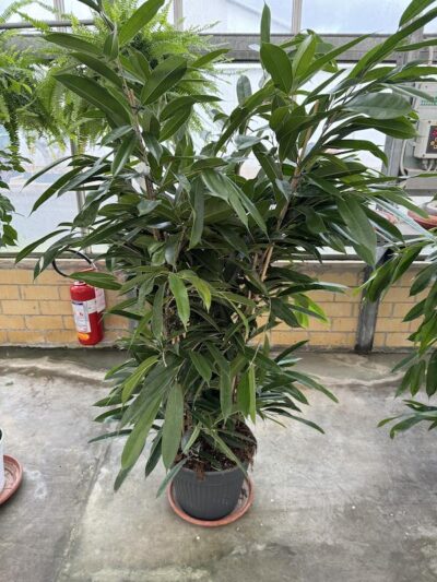 Ficus binnendijkii - Vivai Frappetta