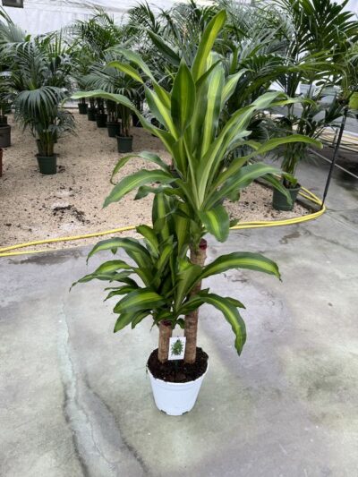 'Massangeana' Vaso 21cm