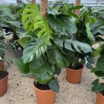 Monstera deliciosa vaso 30