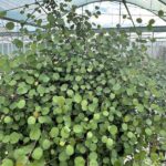 Muehlenbeckia complexa