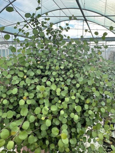 Muehlenbeckia complexa