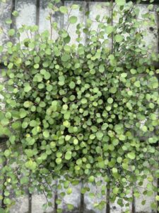 Muehlenbeckia complexa Basket