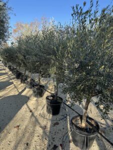 Olivo Arbequina 18-20