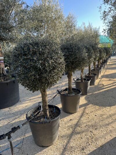 Olivo Arbequina a Sfera
