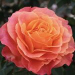 ROSA BETTER TIMES