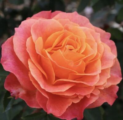 ROSA BETTER TIMES