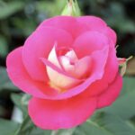 ROSA HEIMATMELODIE