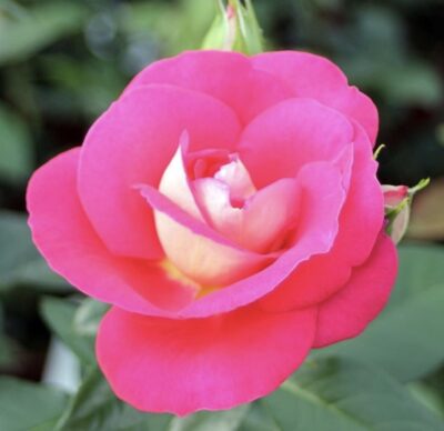 ROSA HEIMATMELODIE