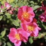 ROSA JOLIE PROVENCE