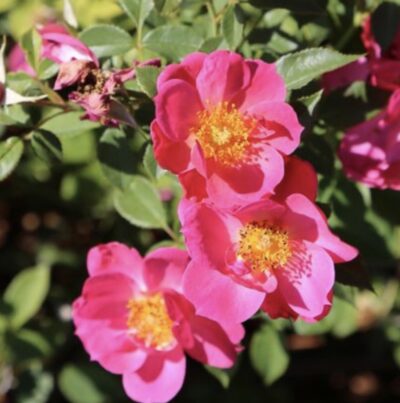 ROSA JOLIE PROVENCE