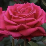 ROSA NOBLESSE