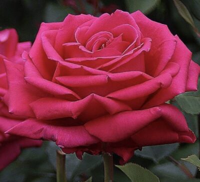 ROSA NOBLESSE