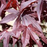 Acer palmatum 'Red Emperor'