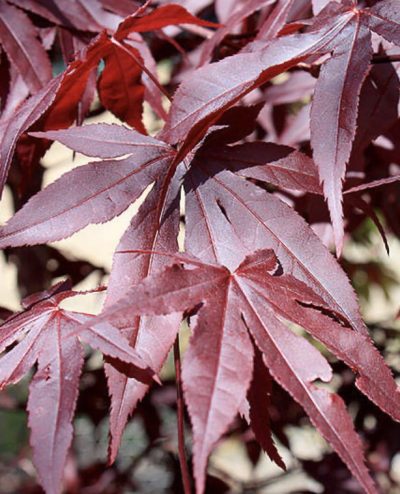 Acer palmatum 'Red Emperor'
