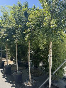 Betula pendula 'Magical Globe'