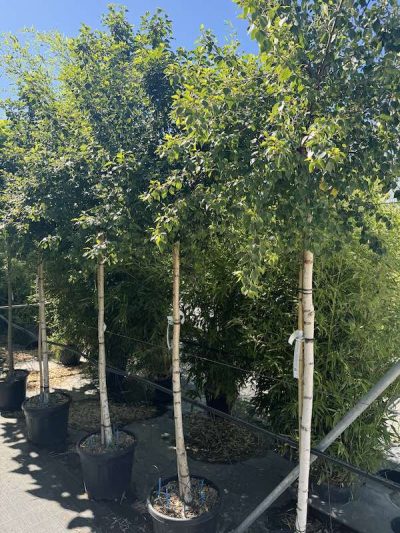 Betula pendula 'Magical Globe'