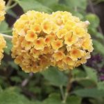 Buddleia x weyeriana 'Sungold' - PIANTA DELLE FARFALLE