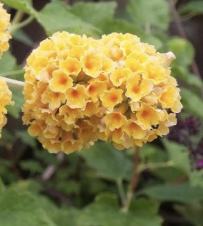 Buddleia x weyeriana 'Sungold' - PIANTA DELLE FARFALLE