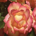 ROSA BOHEME GPT