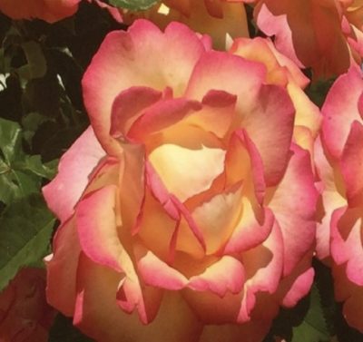 ROSA BOHEME GPT