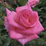 ROSA PARFUM ROYAL GPT