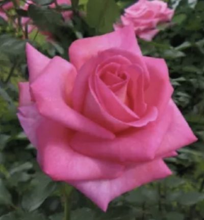 ROSA PARFUM ROYAL GPT