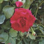 ROSA RED FLAME GPT