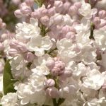 Syringa vulgaris ‘Beauty of Moscow’ LILLÀ