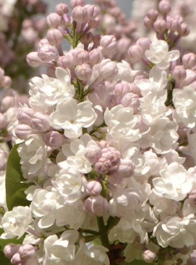 Syringa vulgaris ‘Beauty of Moscow’ LILLÀ