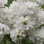 Syringa vulgaris ‘Mme Lemoine’ LILLÀ