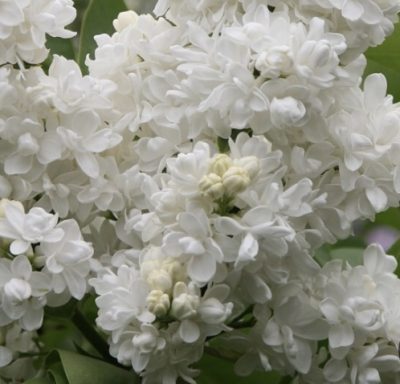 Syringa vulgaris ‘Mme Lemoine’ LILLÀ
