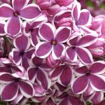 Syringa vulgaris ‘Sensation’ LILLÀ