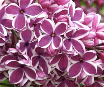 Syringa vulgaris ‘Sensation’ LILLÀ