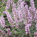 Vitex agnus-castus 'Pink Pinnacle'
