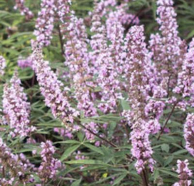 Vitex agnus-castus 'Pink Pinnacle'