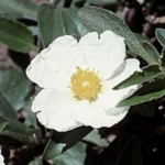 Cistus laurifolius