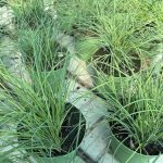 Erba Aglina