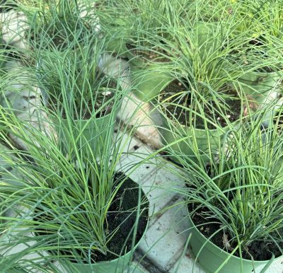 Erba Aglina