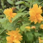 Kerria japonica