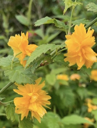 Kerria japonica