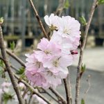 Prunus serrulata 'Accolade' CILIEGIO DA FIORE