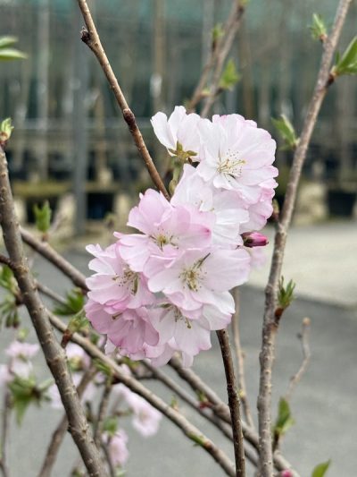 Prunus serrulata 'Accolade' CILIEGIO DA FIORE