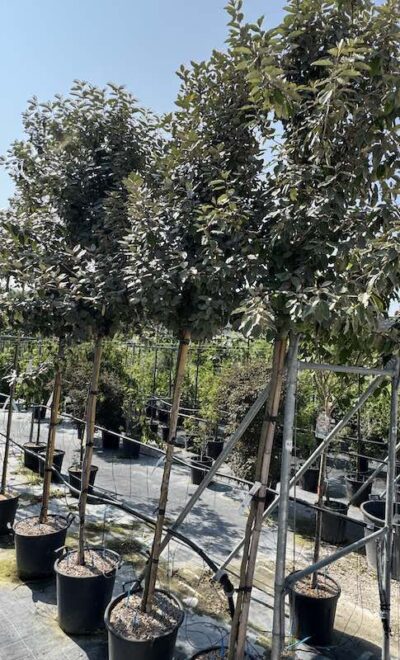 Elaeagnus x ebbingei