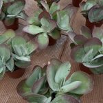 Kalanchoe thyrsiflora