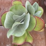 Kalanchoe thyrsiflora 2