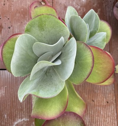 Kalanchoe thyrsiflora 2