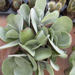 Kalanchoe thyrsiflora 3