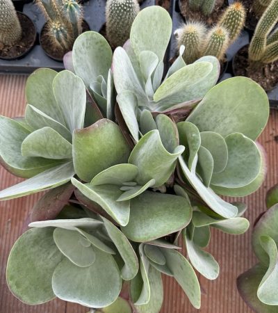 Kalanchoe thyrsiflora 3
