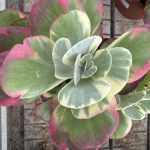 Kalanchoe thyrsiflora 4