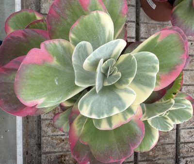 Kalanchoe thyrsiflora 4